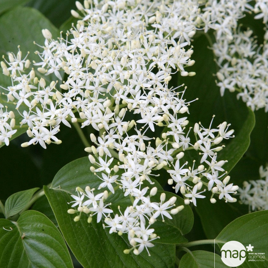 Cornus controversa ' Variegata ' : conteneur 5 litres