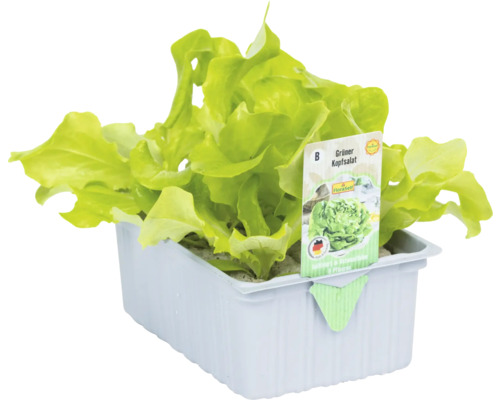 Groene sla 'Tizian' FloraSelf Lactuca sativa 6-pack