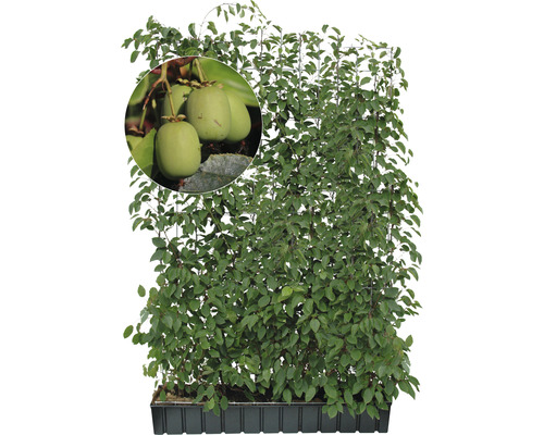 Privacyhaag Kiwi Druif Kiwi Helix H180xB120 cm