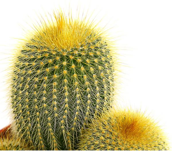 Notocactus - Parodia leninghausii