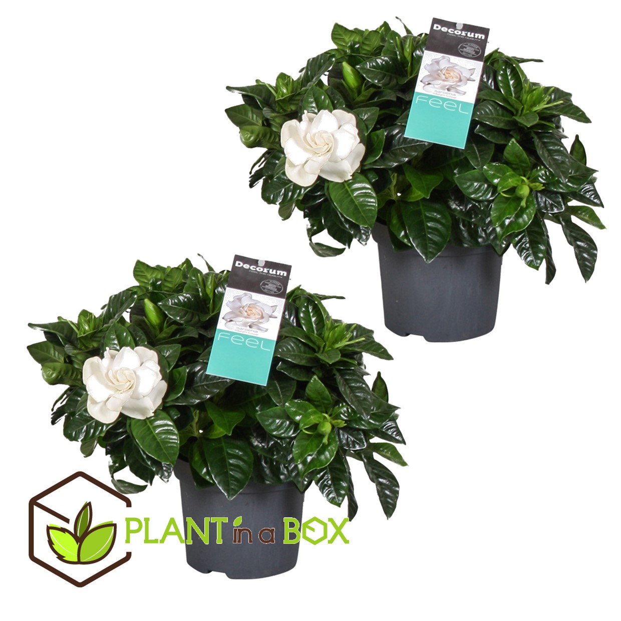 Gardenia jasminoides - set de 2 - pot 13cm - hauteur 20-30cm