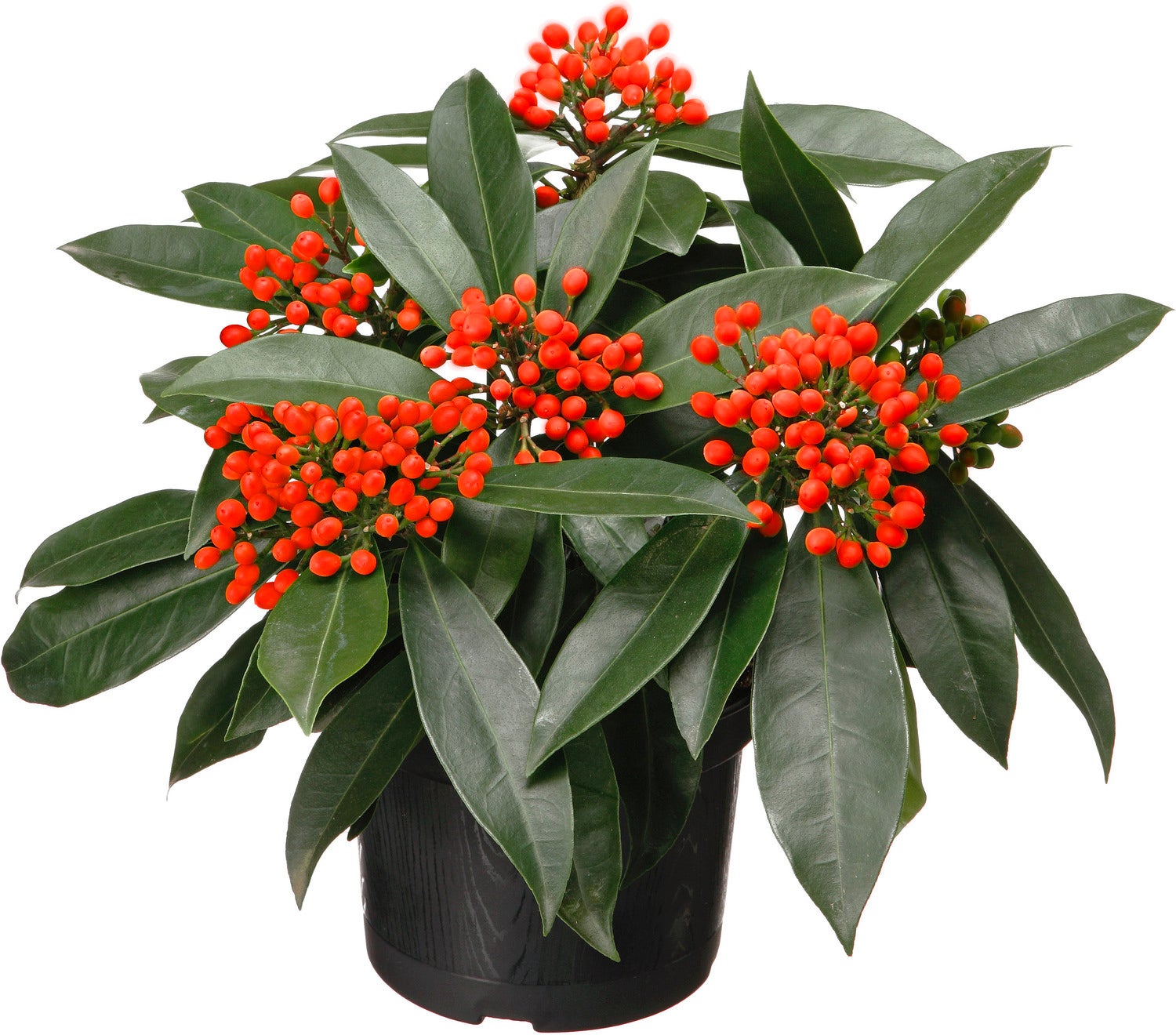 Skimmia (Skimmia japonica 'Reevesiana') D 15 H 20 cm