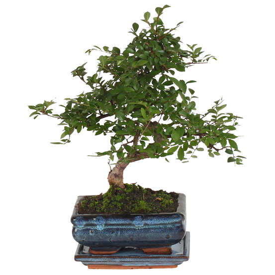 Bonsai Zelkova en céramique