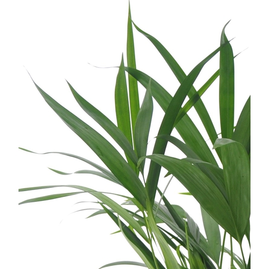 Palmier, Areca Dypsis - pot D.17 cm