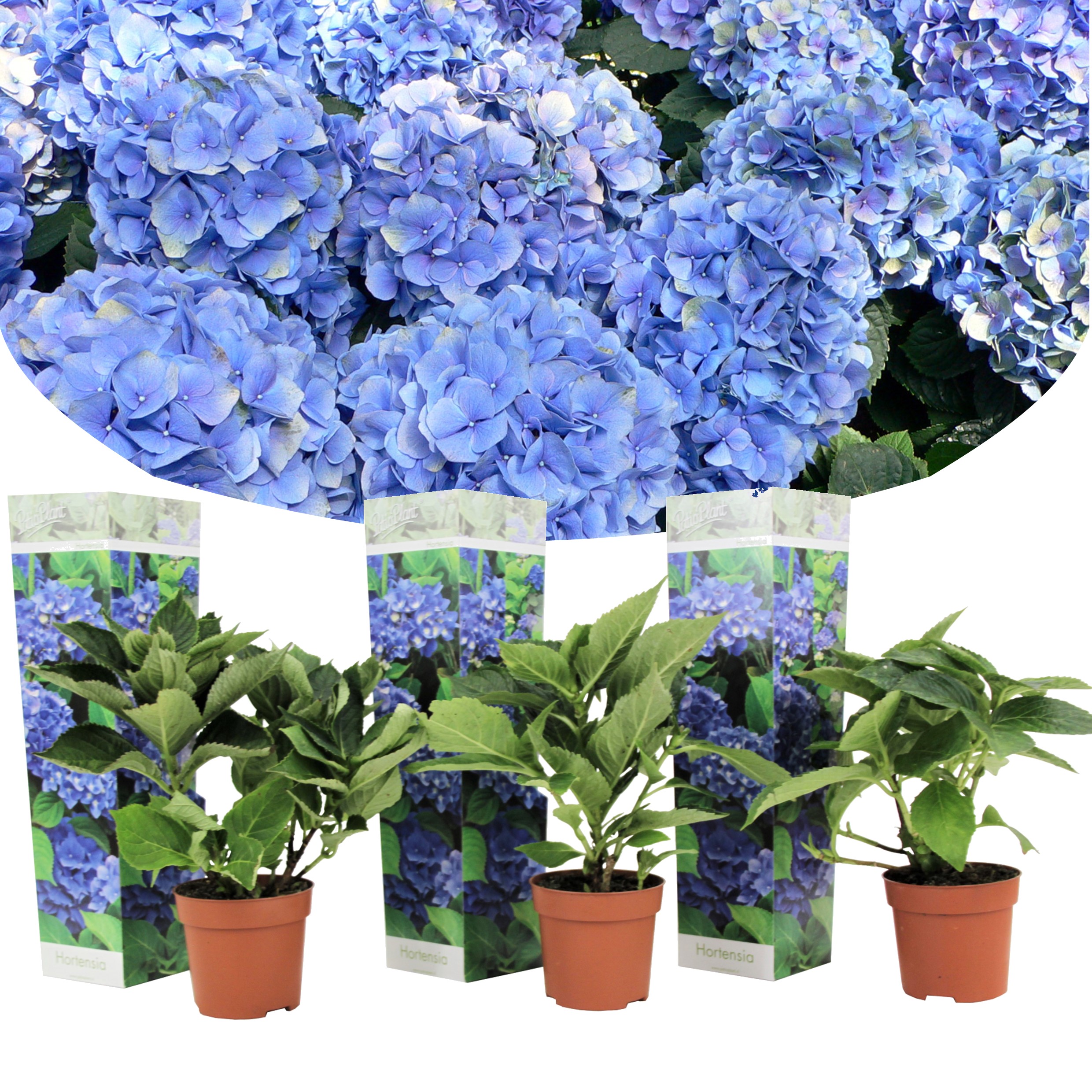 Hydrangea macrophylla - bleu - set de 3 - hortensia - pot 9cm - hauteur 25-40cm