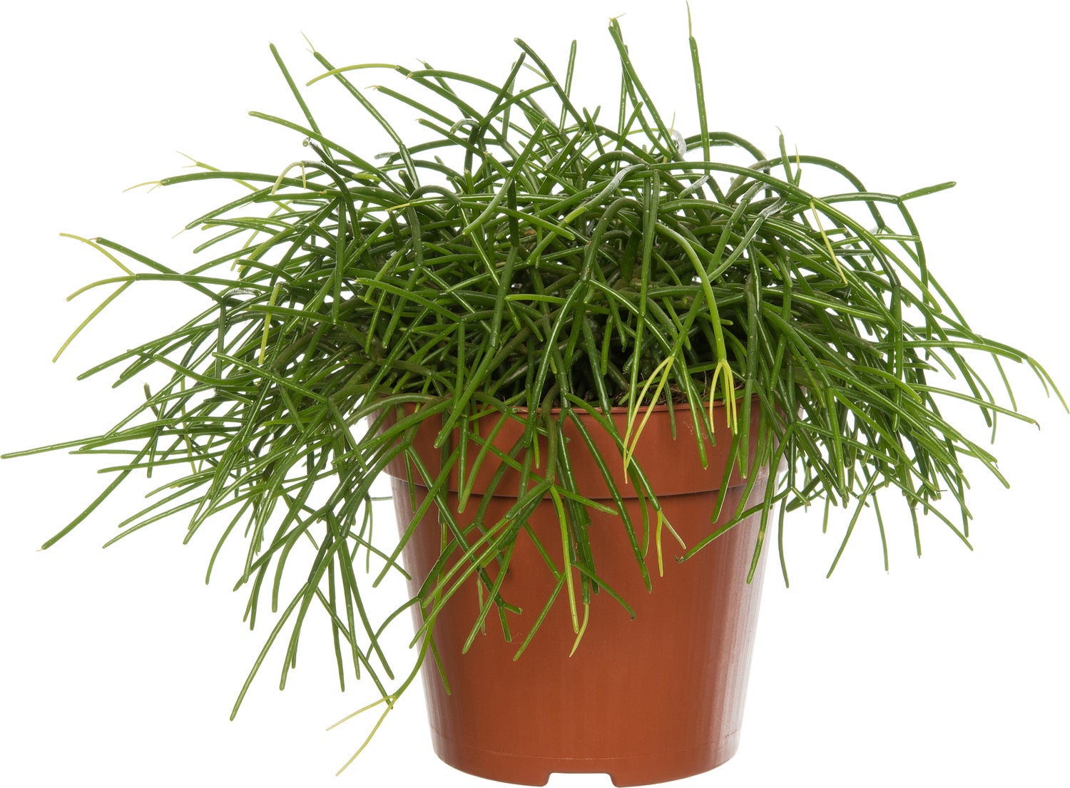 Rotskoraal (Rhipsalis cashero) D 12 H 15 cm