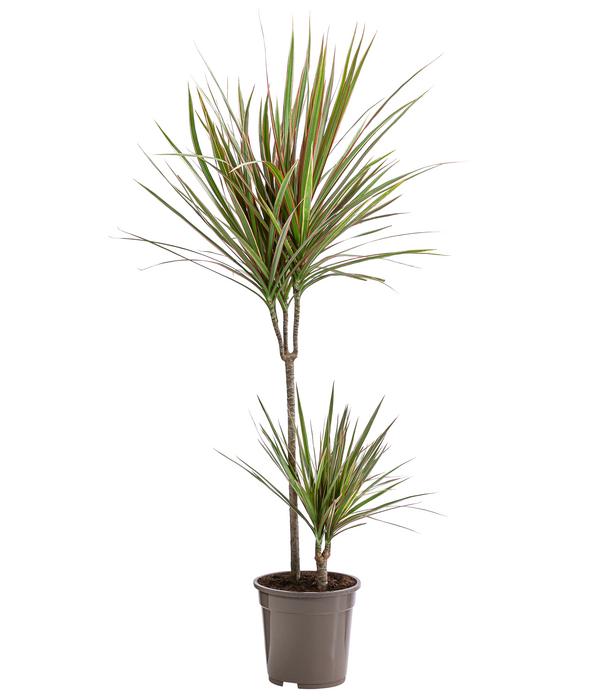 Drachenbaum - Dracaena marginata 'Bicolor'