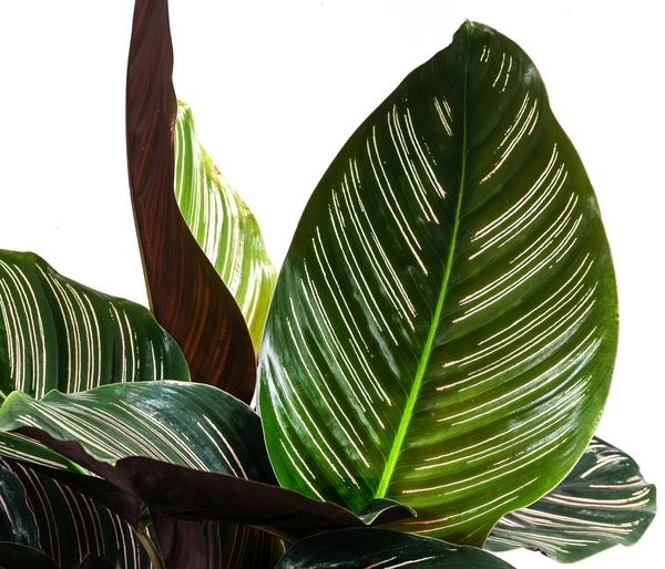 Korbmarante - Calathea ornata