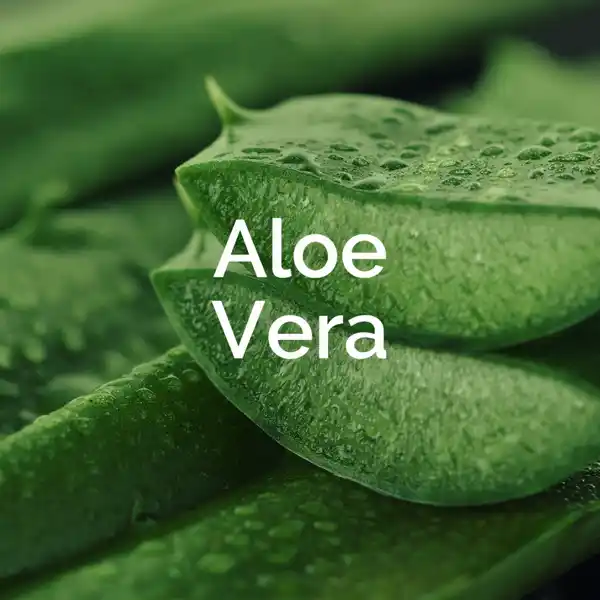 ExpertCare Intensiv pflegende Fußmaske in Socken mit Aloe Vera