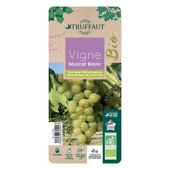 Vigne 'Muscat Blanc' AB: pot de 1,5 litres
