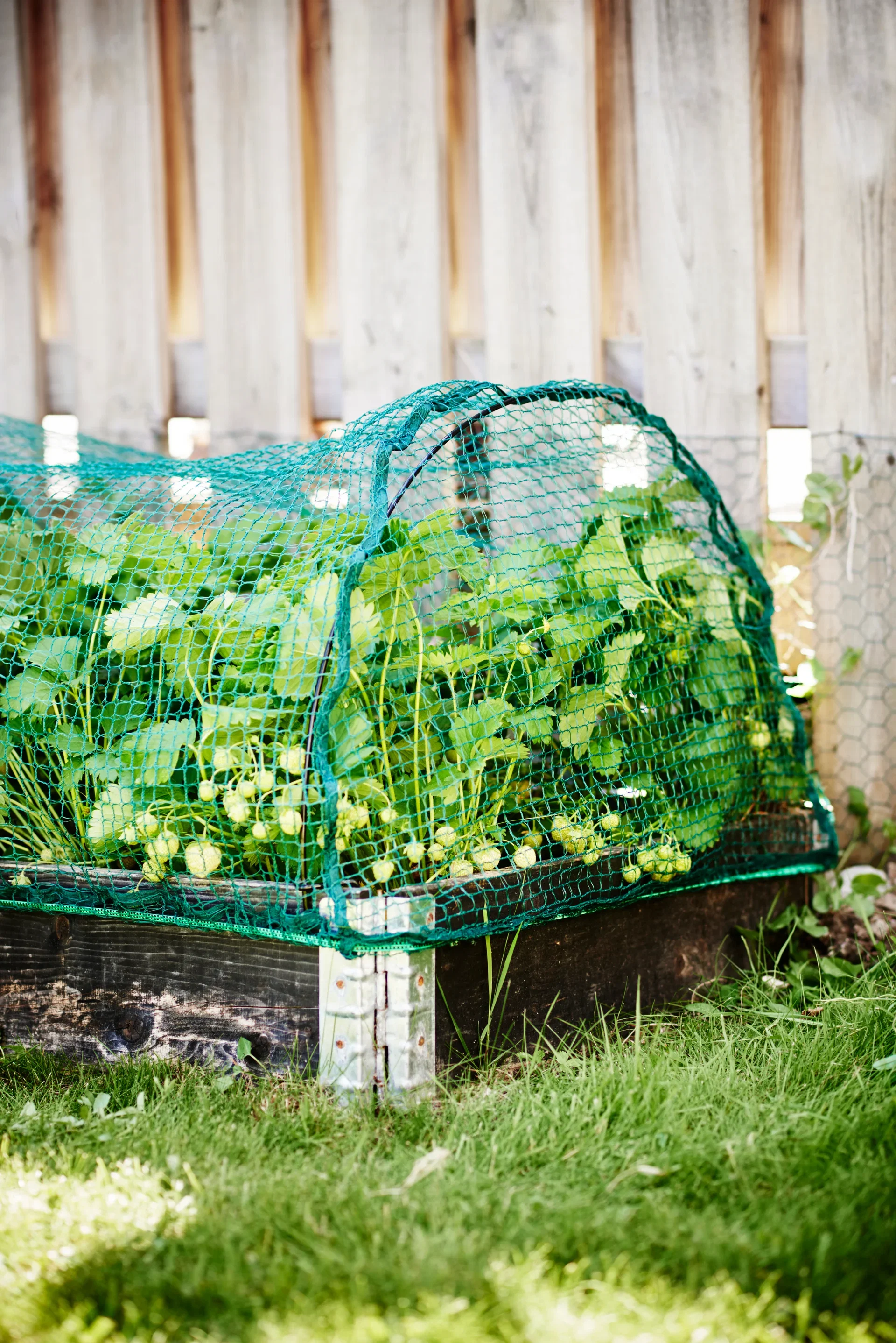 Plantagen Fuglenett Lengde 115 cm