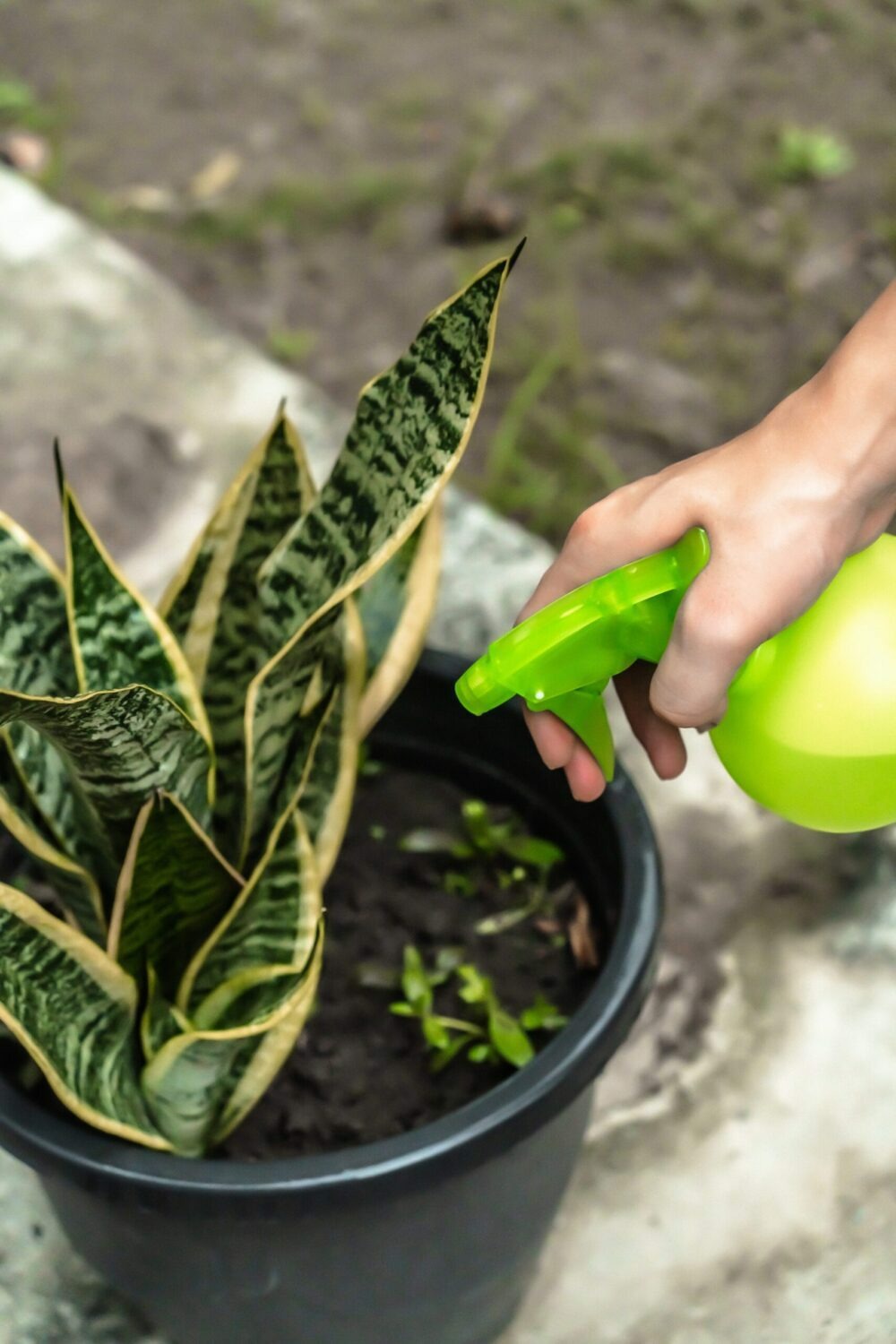 Flacon pulvérisateur - suan - multiusages pour le jardin et la maison - contenance : 450 ml