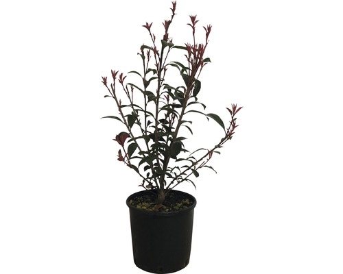 Loquat 'Robusta Compacta' FloraSelf Photinia fraseri 'Robusta Compacta' H 50-70 cm Co 5 L