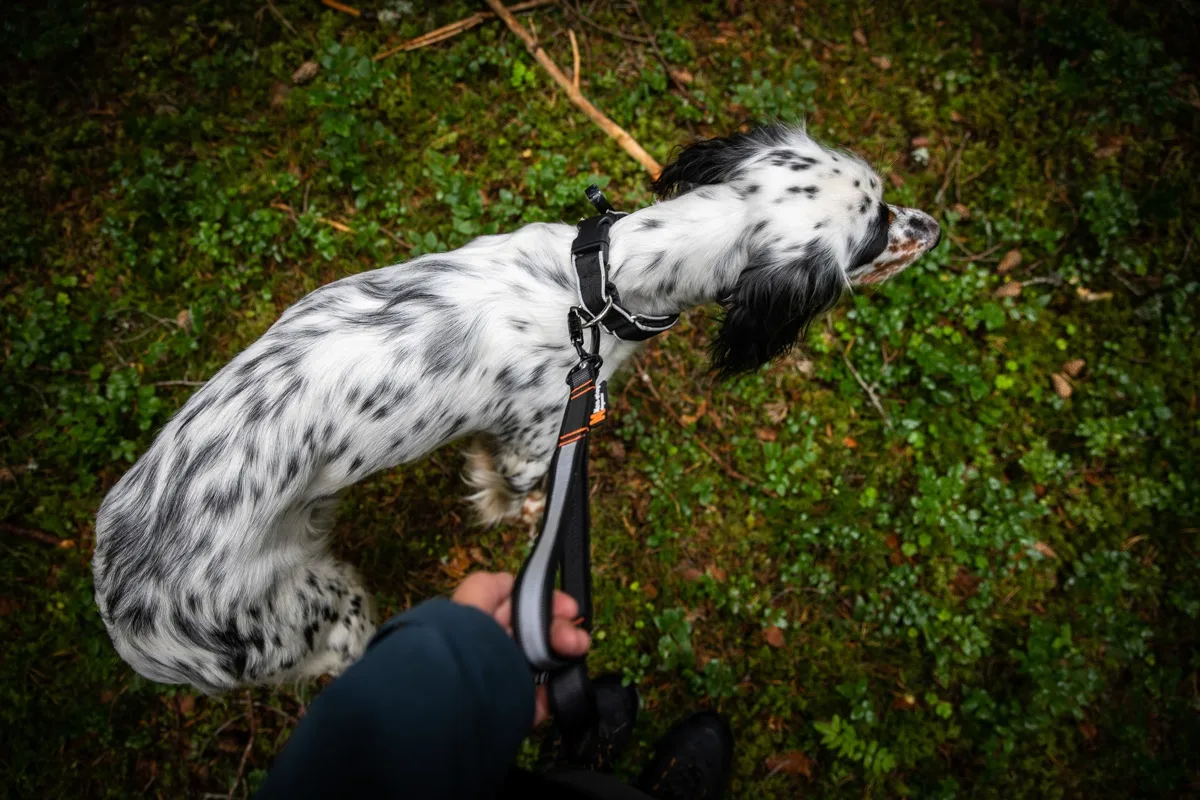 Non-stop Dogwear Touring Bungee Adjustable Gray