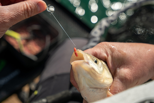 Elastiques pour appâts Matrix Super Soft Bait Bands (100 pcs)