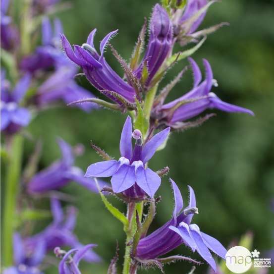 Lobélie Vedrariensis : godet