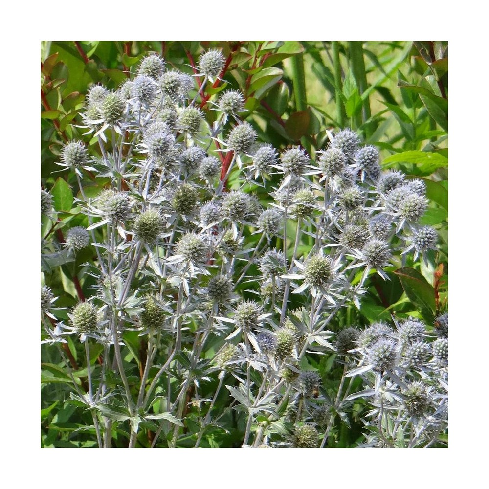 Chardon bleu/eryngium planum[-]godet