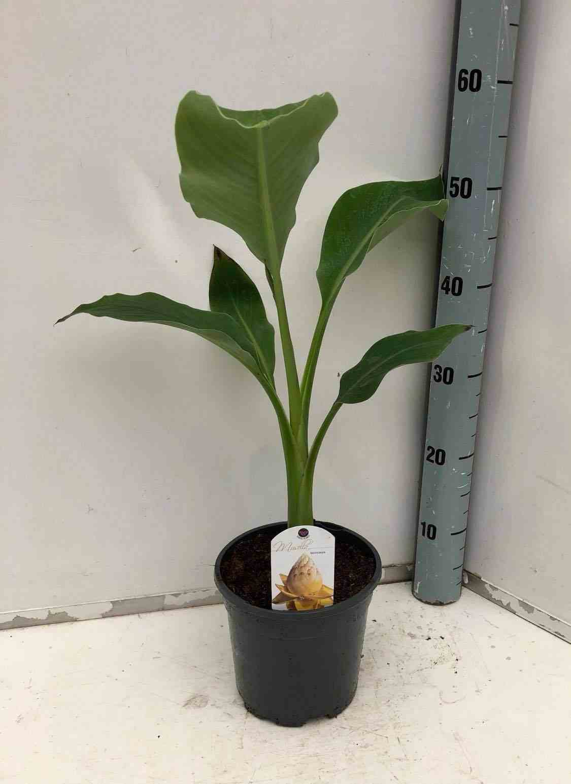 Musella lasiocarpa (bananier lotus d'or) jaune - taille pot de 6 litres -60/80 cm