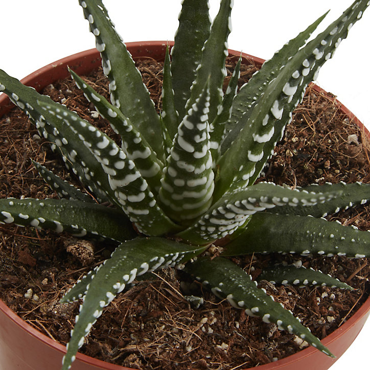 Cactus Big Band en pot de 10,5 cm, H.5 à 10 cm