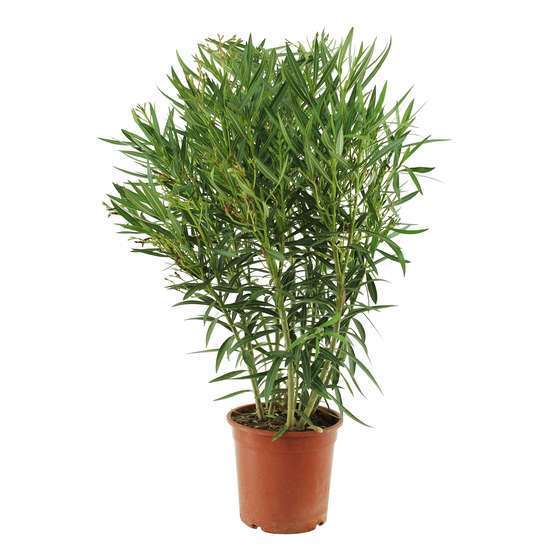 Nerium Oleander Blanc : H70/80cm, D25cm, 7L