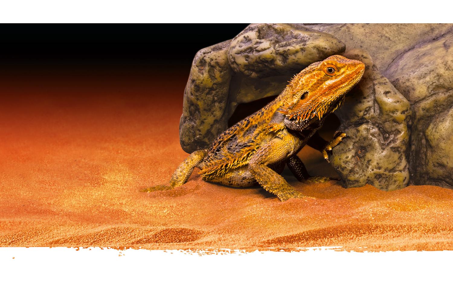 Höhle Reptile Cave S, 8 x 15 x 14 cmHöhle-/Versteck für Reptilien und Amphibien