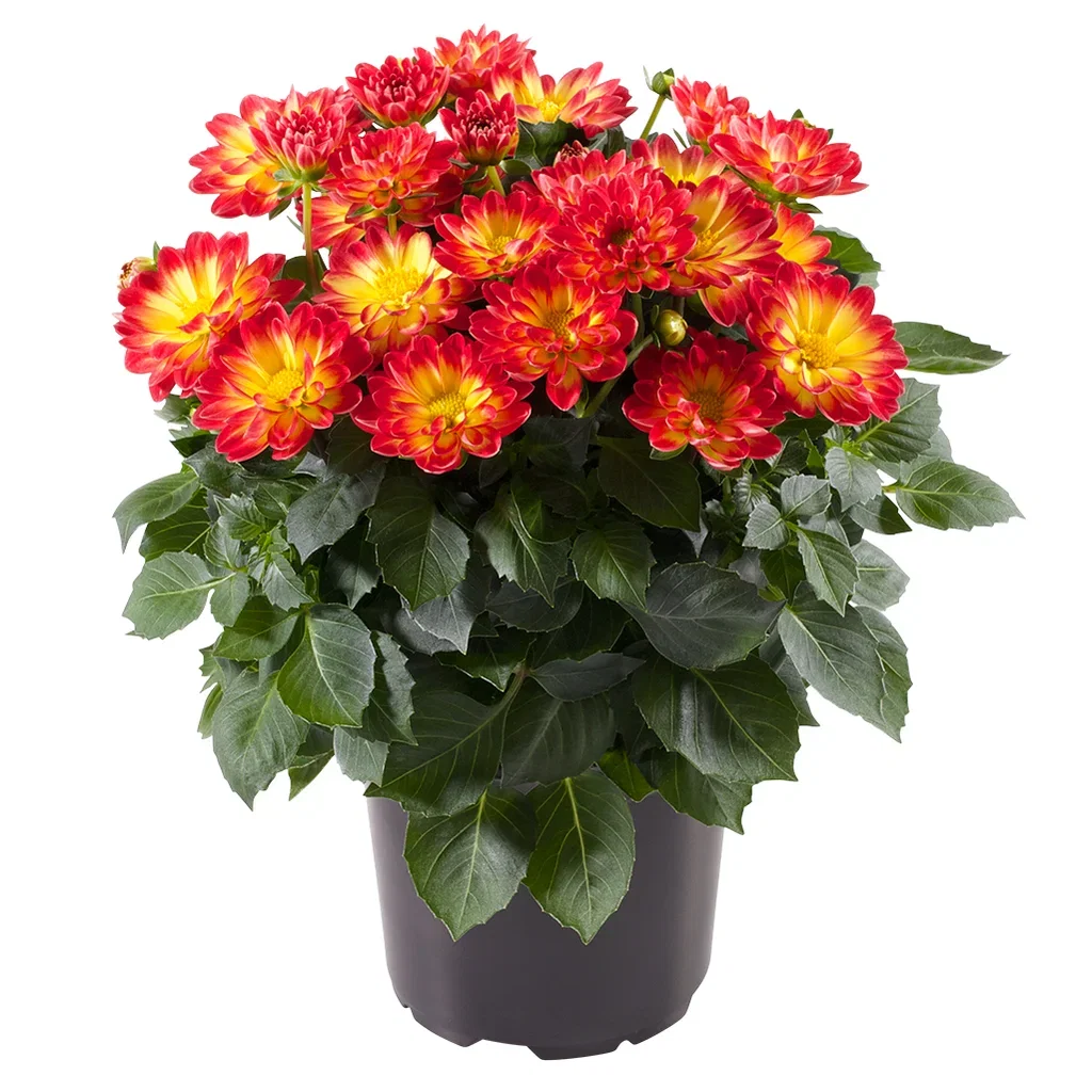 Dahlia Georgine med fylte blomster Ø12 cm