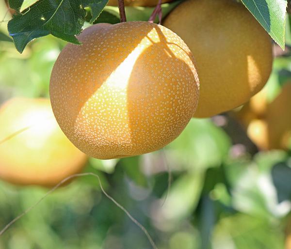 Nashi-Birne 'Nijiseiki'