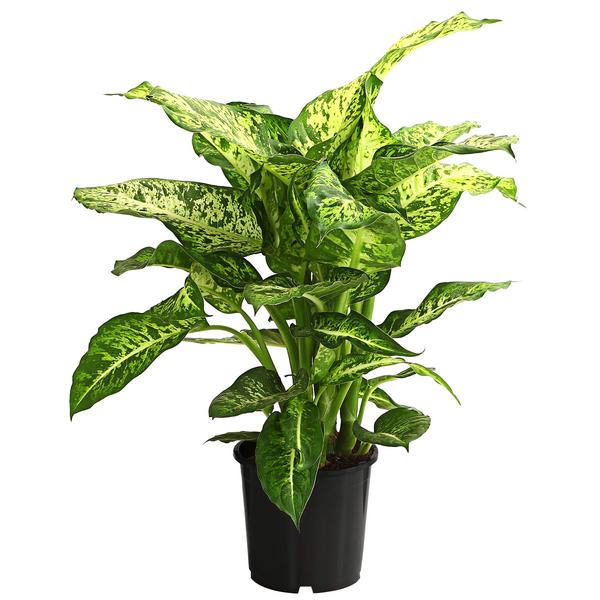 Dieffenbachie - Dieffenbachia 'Mars'
