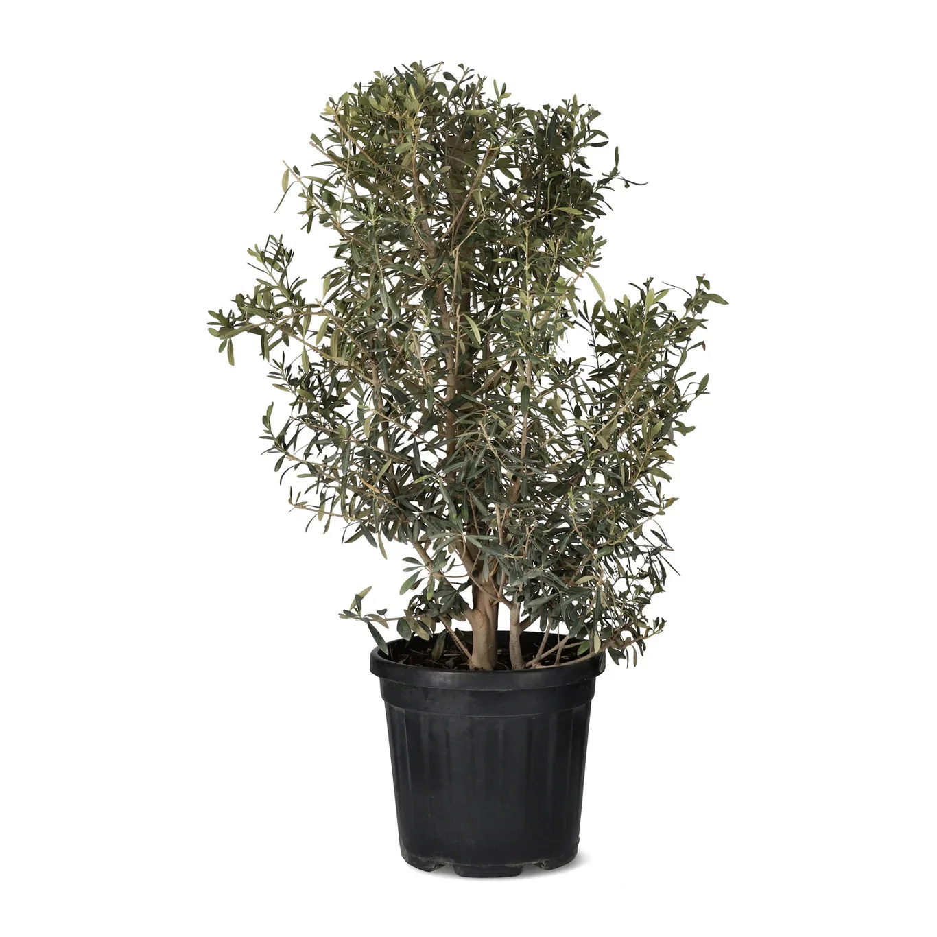 Olea europaea multitrunk high 110 cm Oliventre Høyde 210 cm