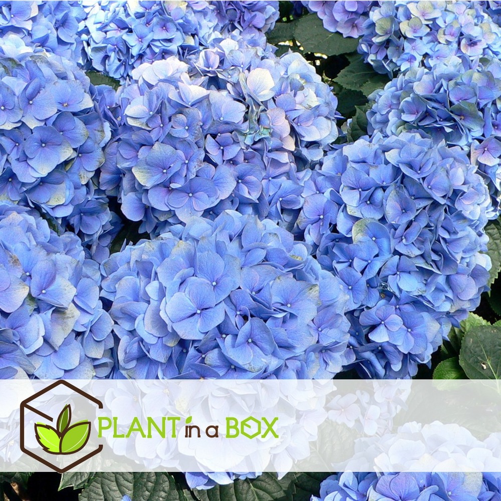Hydrangea macrophylla - bleu - set de 6 - hortensia - pot 9cm - hauteur 25-40cm