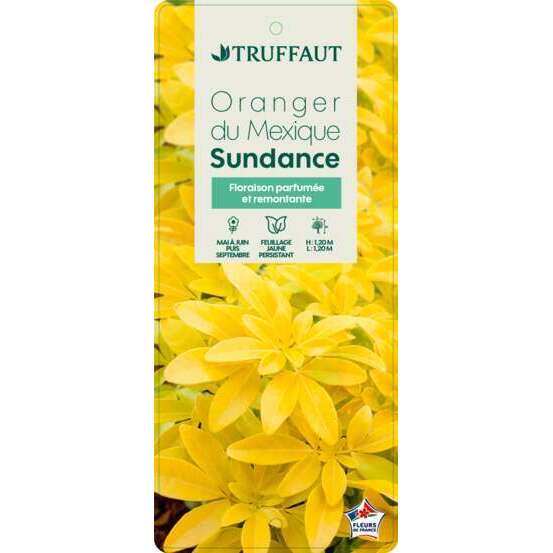Choisya Ternata sundance : H30/40cm C 5L
