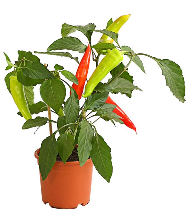 Pick-a-Hot Pep® Peperoni mit Früchten