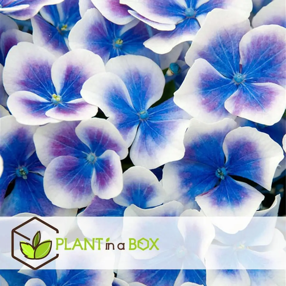 Hortensia - Set van 3 - Hydrangea macrophylla 'Bavaria' - Hoogte 25-40cm - ⌀9cm