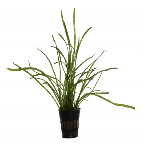 Planta de aquário Tropica Iberia Lilaeopsis