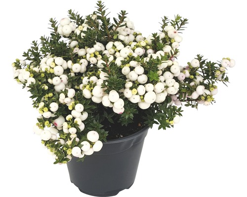 Turfmirte FloraSelf Gaultheria mucronata H 15-30 cm Co 1,2 L wit