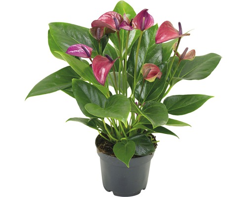 Flamingobloem/Anthurium FloraSelf Anthurium andreanum 'Purple' H 35-40 Ø 12 cm pot