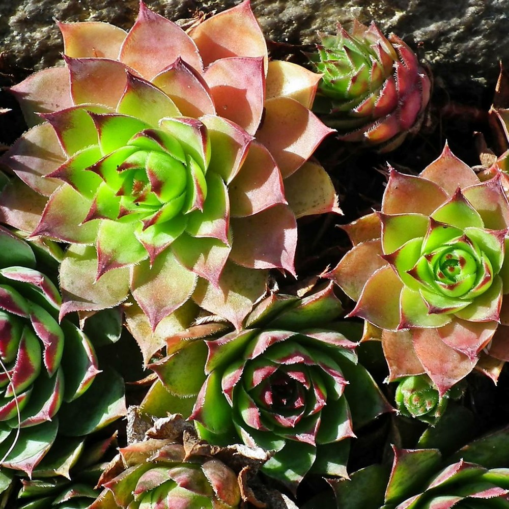 Orpin silberkarneol/sedum x silberkarneol[-]godet