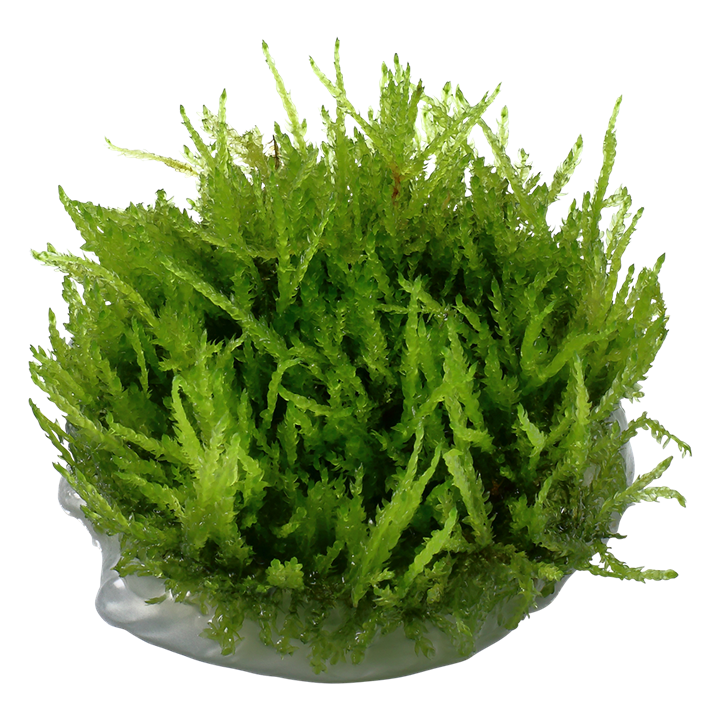Waterplant Vesicularia Ferriei Weeping Moss