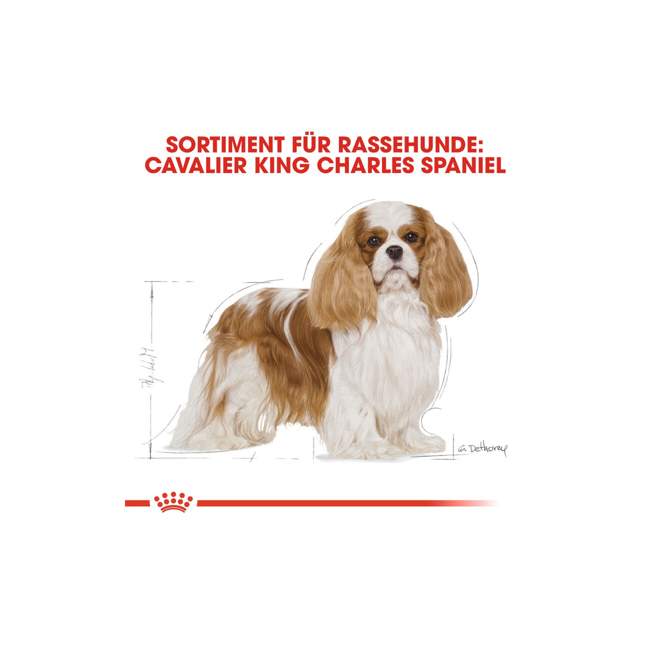 ROYAL CANIN Cavalier King Charles Adult 1,5 kg