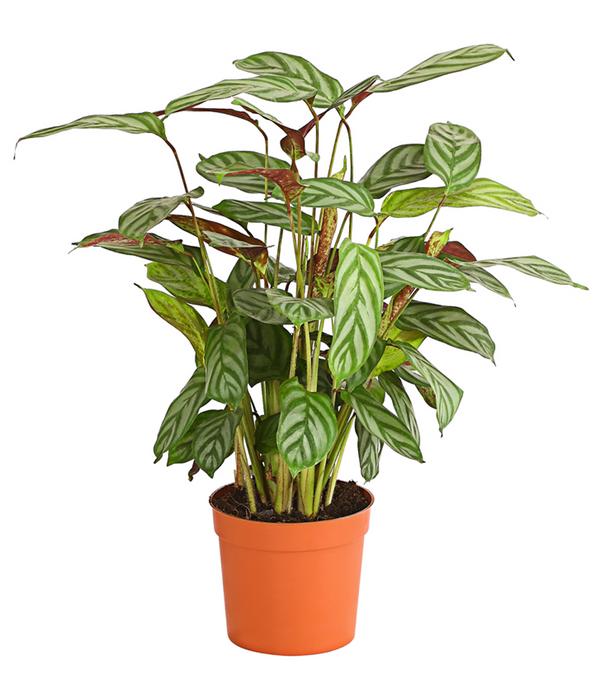 Korbmarante - Calathea 'Compactstar'