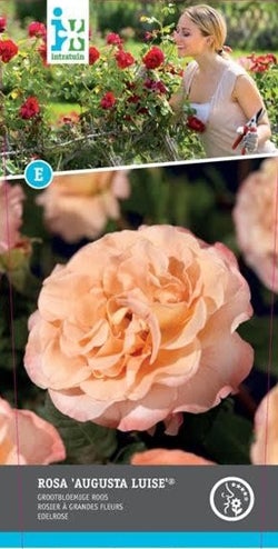 Trosroos Grootbloemig (Rosa 'Augusta Luise') D 23 H 25 cm
