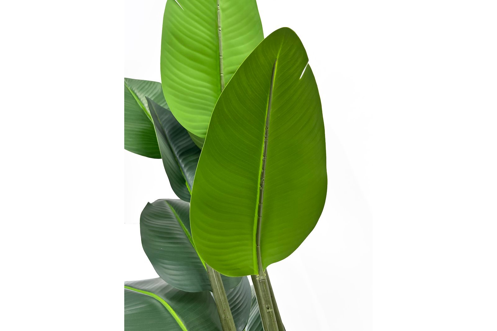 Banantre potteplante Grønn H120 cm