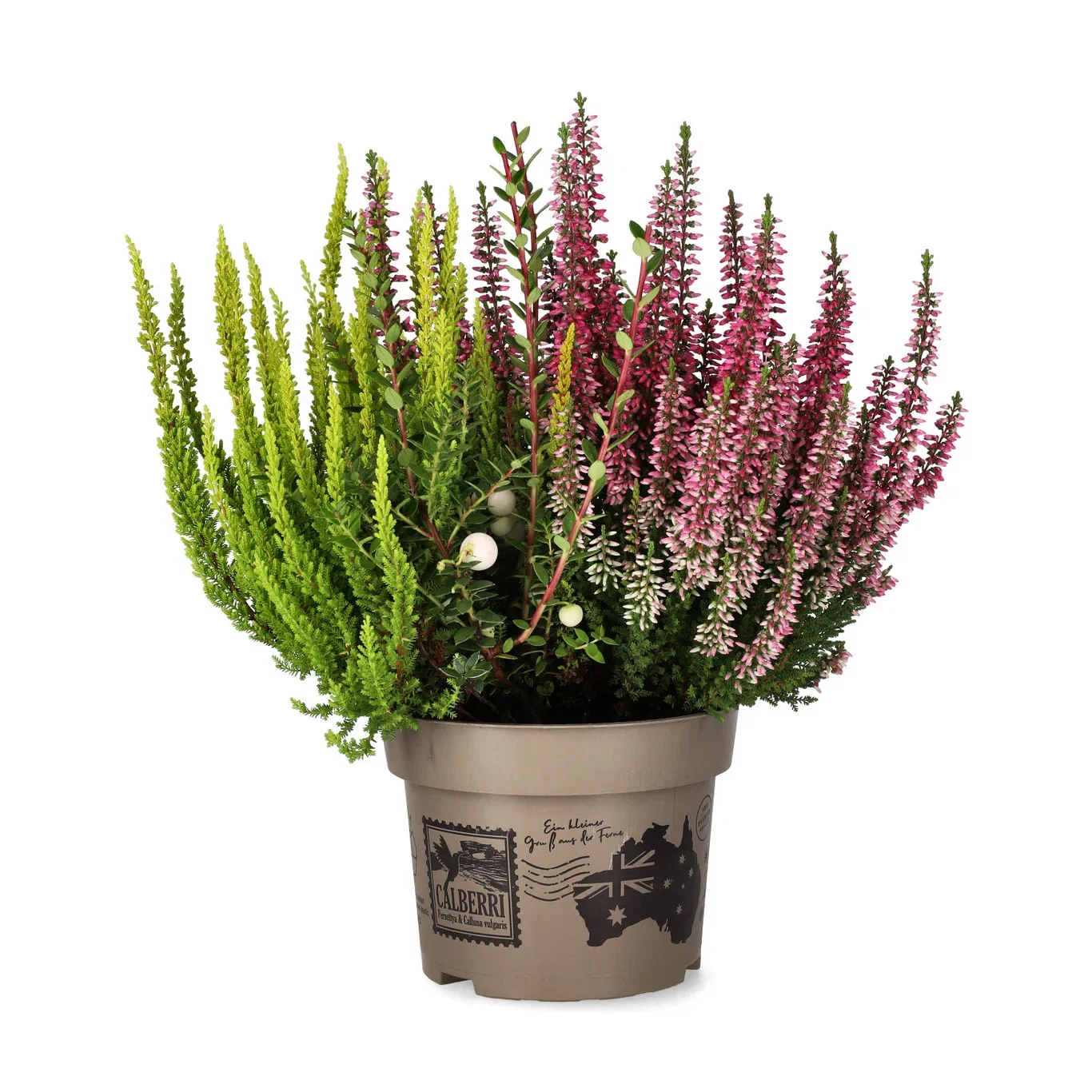 Calluna Calberry 12 cm Røsslyng 'Calberry' Ø12 cm