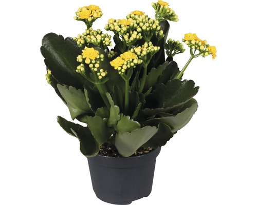 Flaming Katy FloraSelf Kalanchoe Calandiva H 20-25 cm Ø 12 cm pot geel
