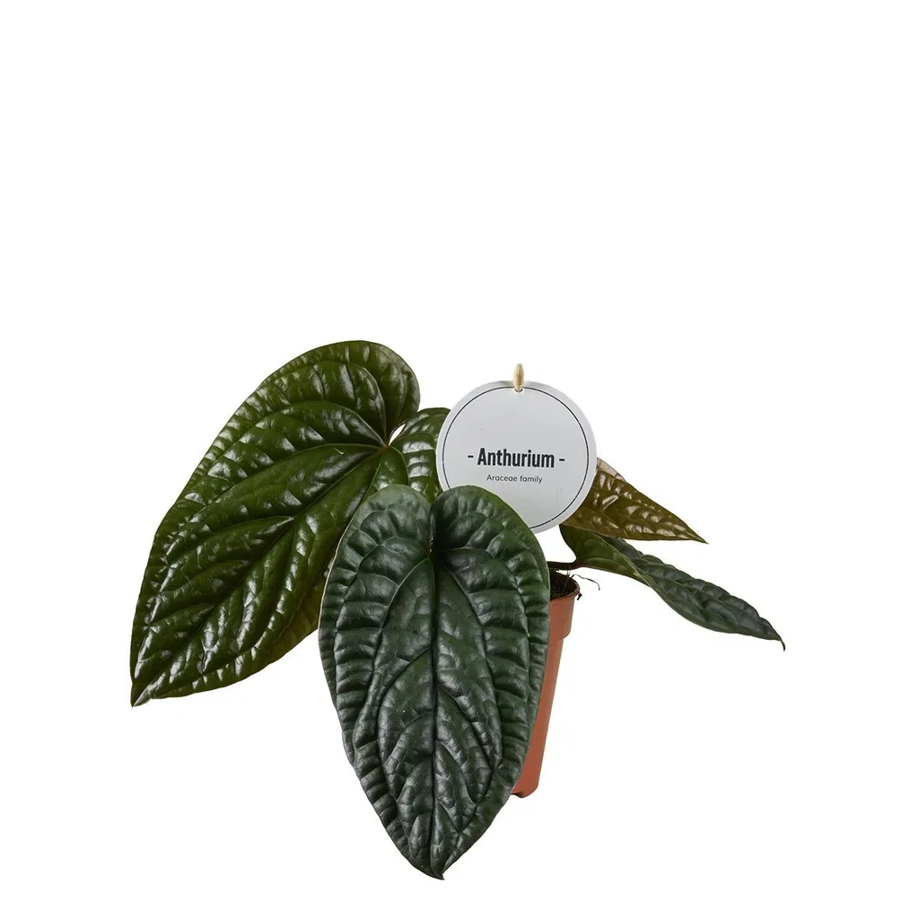 Anthurium luxurians x radicans Anthurium luxurians x radicans Høyde 20 cm