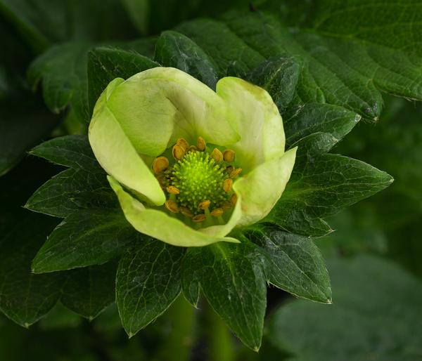 Erdbeere 'Elan'