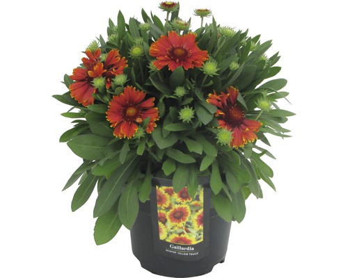 Kokardebloemen Gaillardia H 25-40 cm Co 3 L