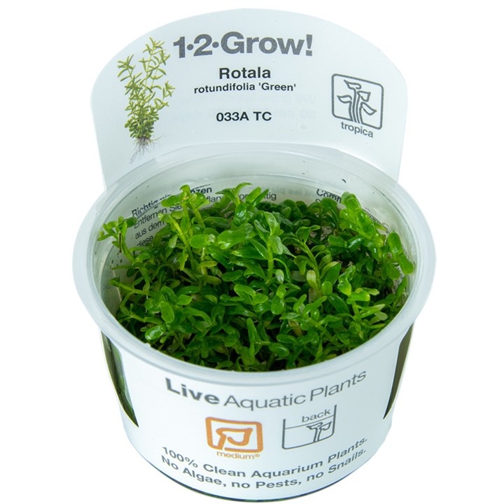 Waterplant Rotala Rotundifolia Green