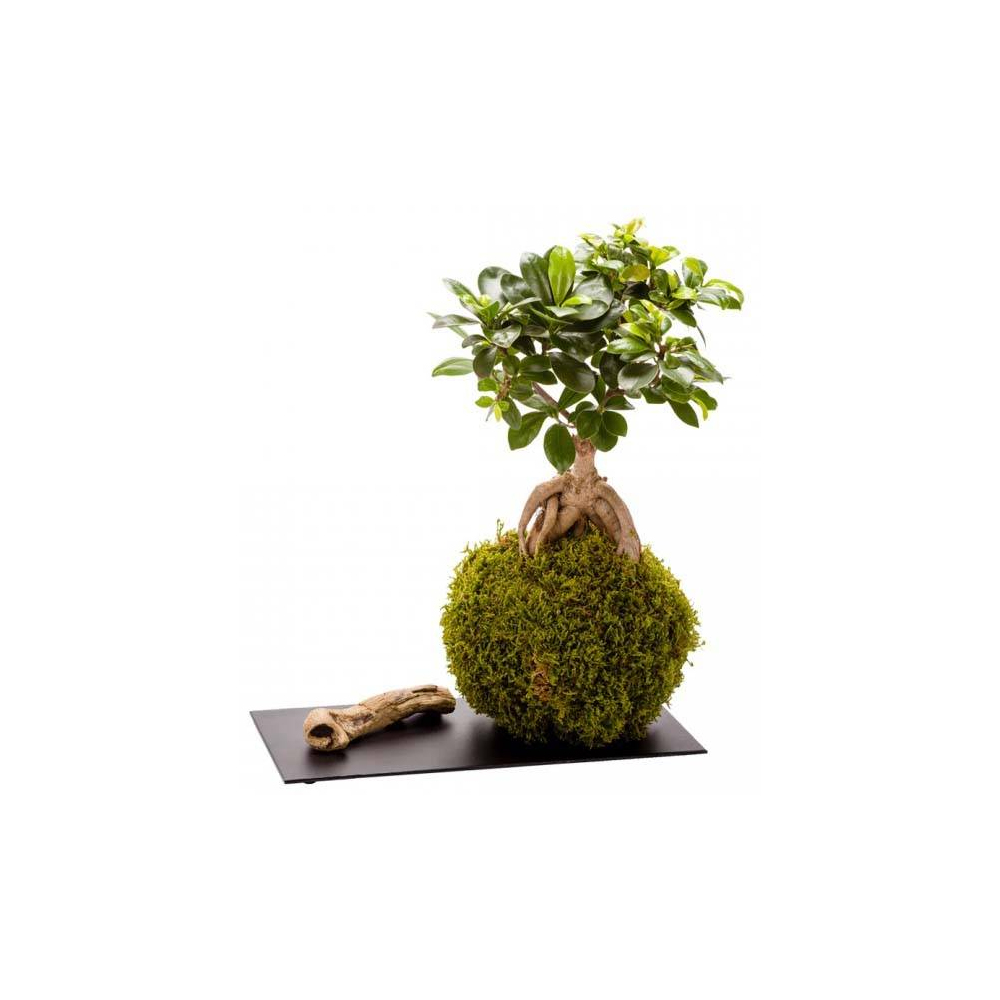 Kokedama avec plateau en métal 12 x 30 cm ginseng