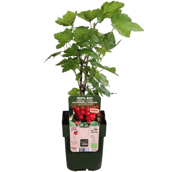 Bio Rote Johannisbeere 'Ribest® Lisette®'